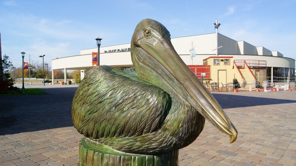 Pelican
