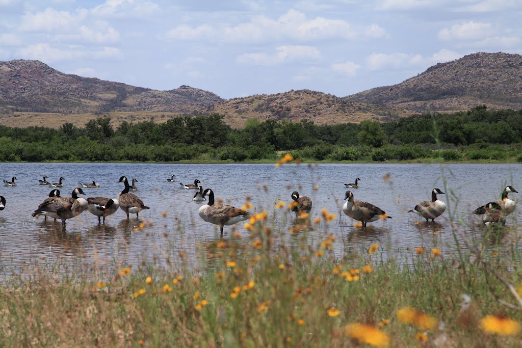 Canada geese