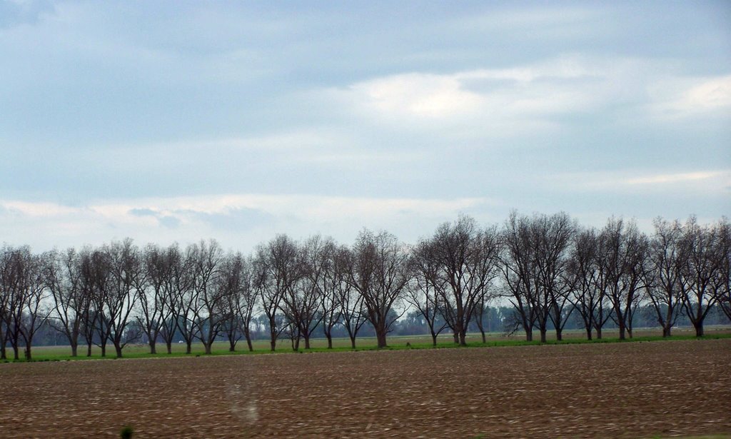 Trees all in a row