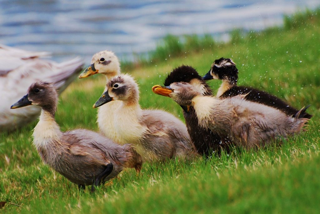 Duckling shaking off water, Little Elm, Texas