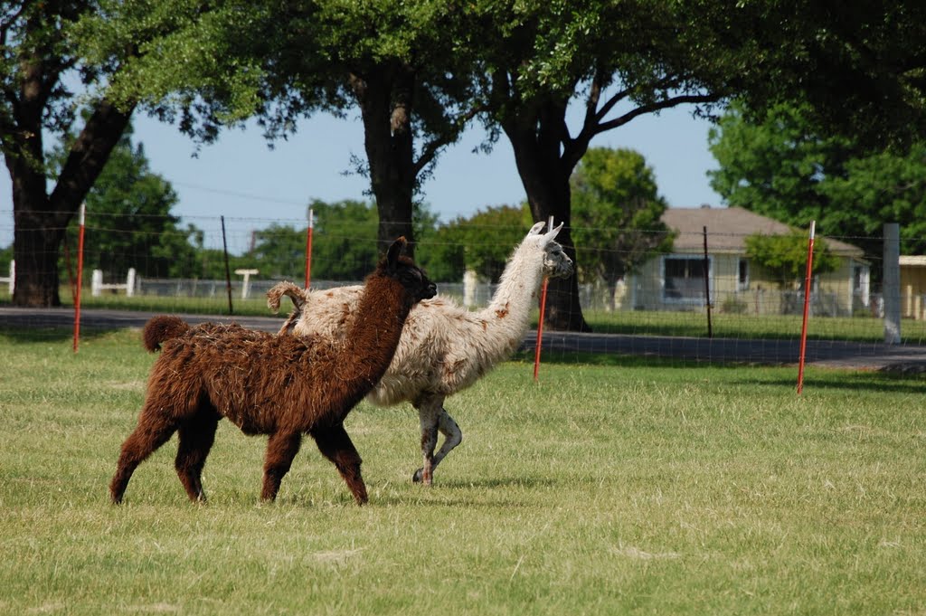 Lhamas in Plano, Tx