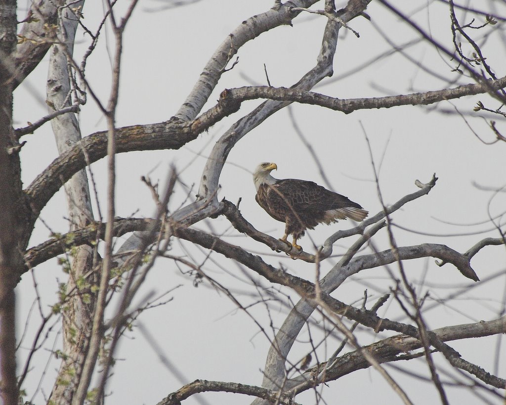Bald Eagle