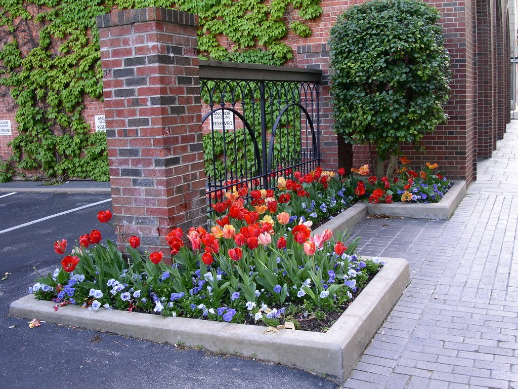 Tulips In Downtown Of Tulsa