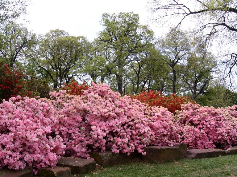 Woodward Park