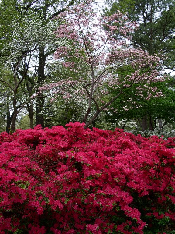 Woodward Park