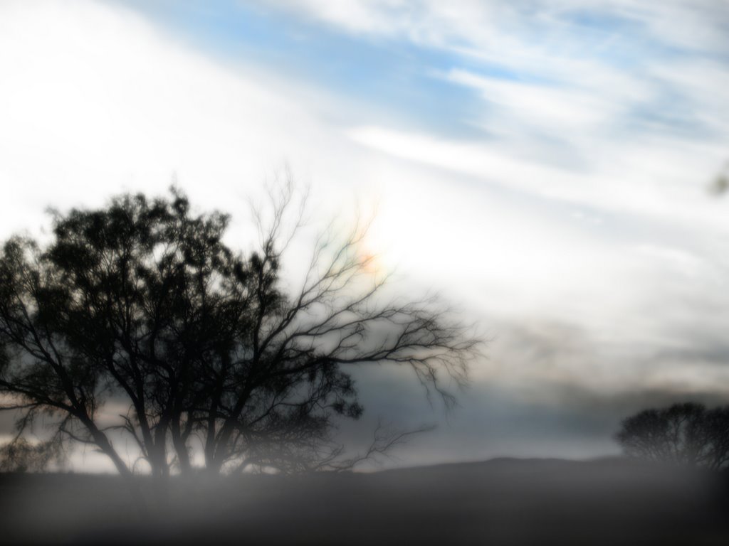 Tree and clouds