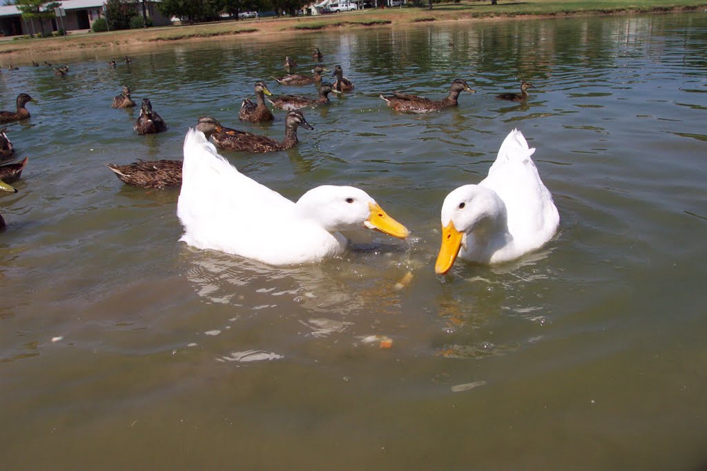 ducks and bread