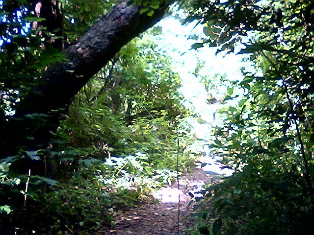 Nature Walk in Abington