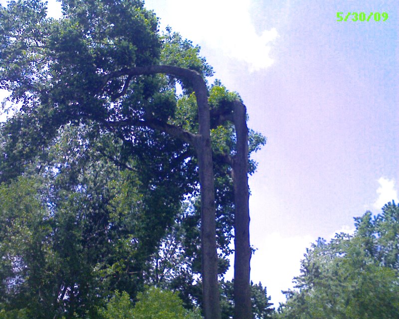 Curvy Trees. Curved away from transmission lines