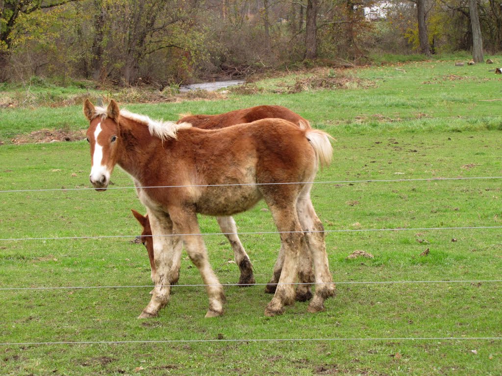 Noble Road Horse Pasture