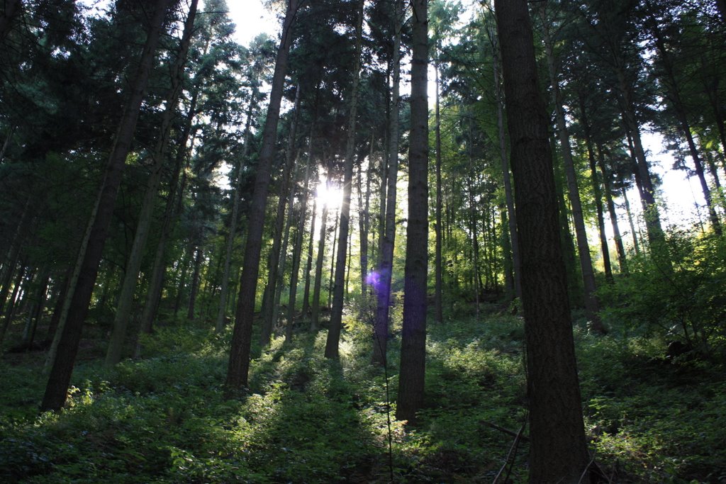 Wald Baden Baden