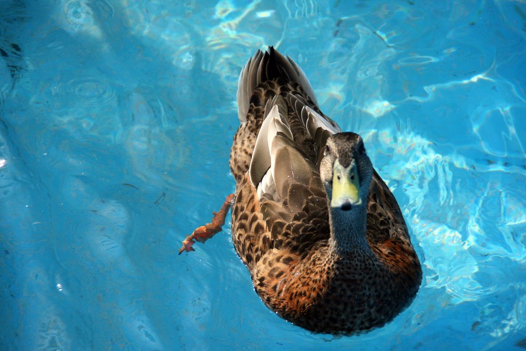 Spoiled duck