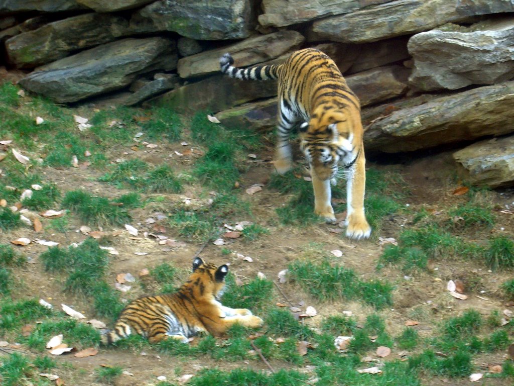 Mother & Baby Tigers