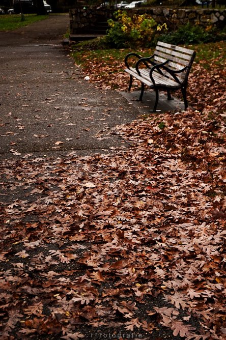 Bench @ Clark Park