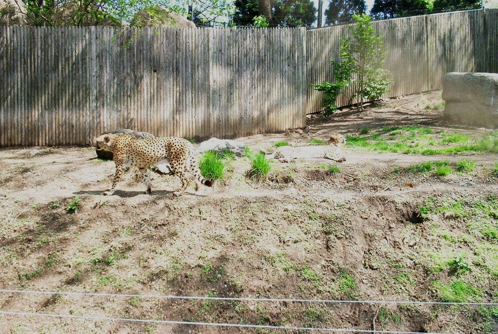 Cheetah in Zoo