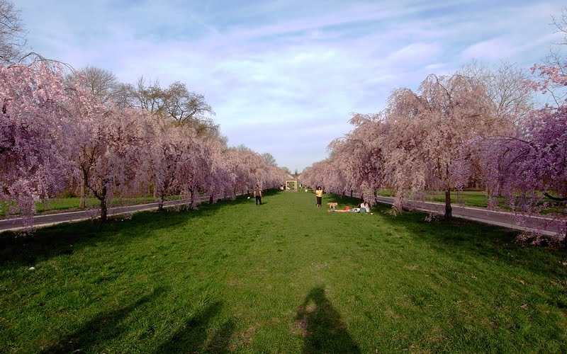 a vista of cherry blossom corridor - looking west toward the Horticulture Center