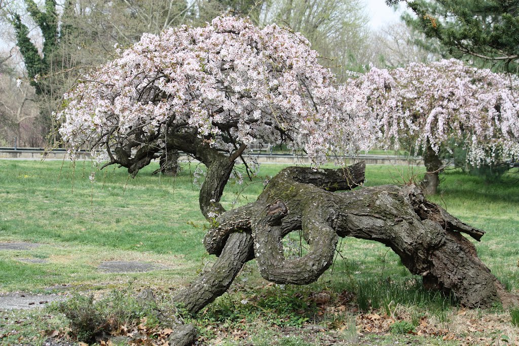 Old cherry tree, Fairmount Horticulture Center, Philadelphia