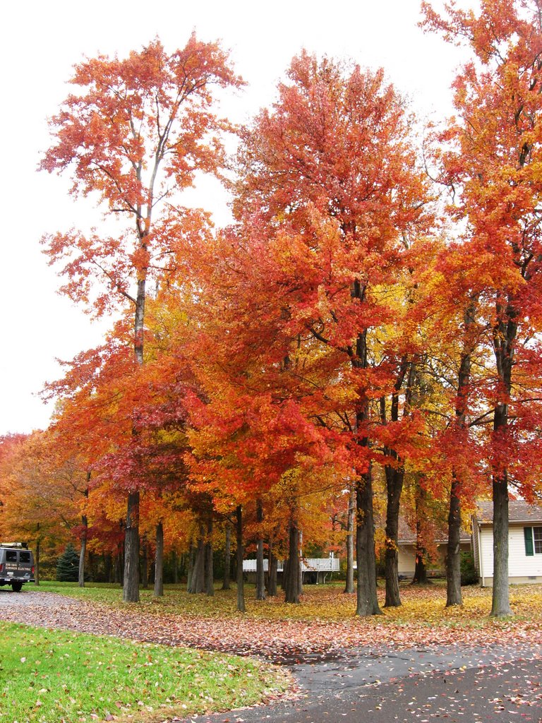 Autumn Trees in Bensalem