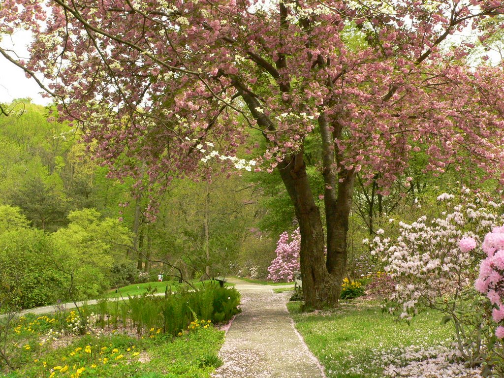 Jenkins Arboretum, April 2008