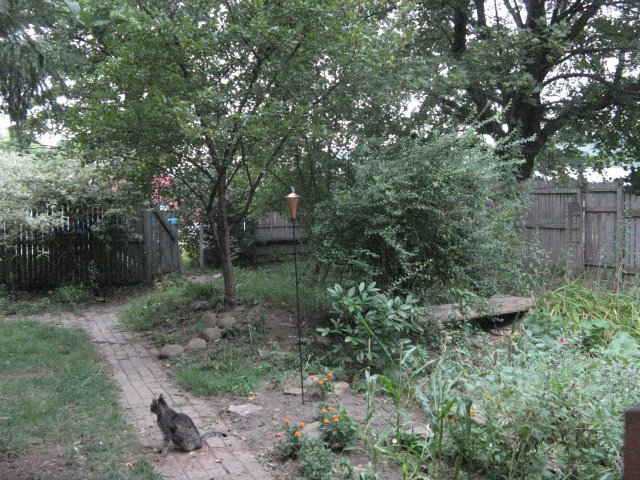 Back yard