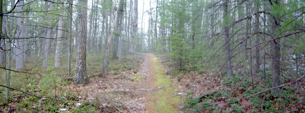 Box Huckleberry (Gaylussacia brachycera) area