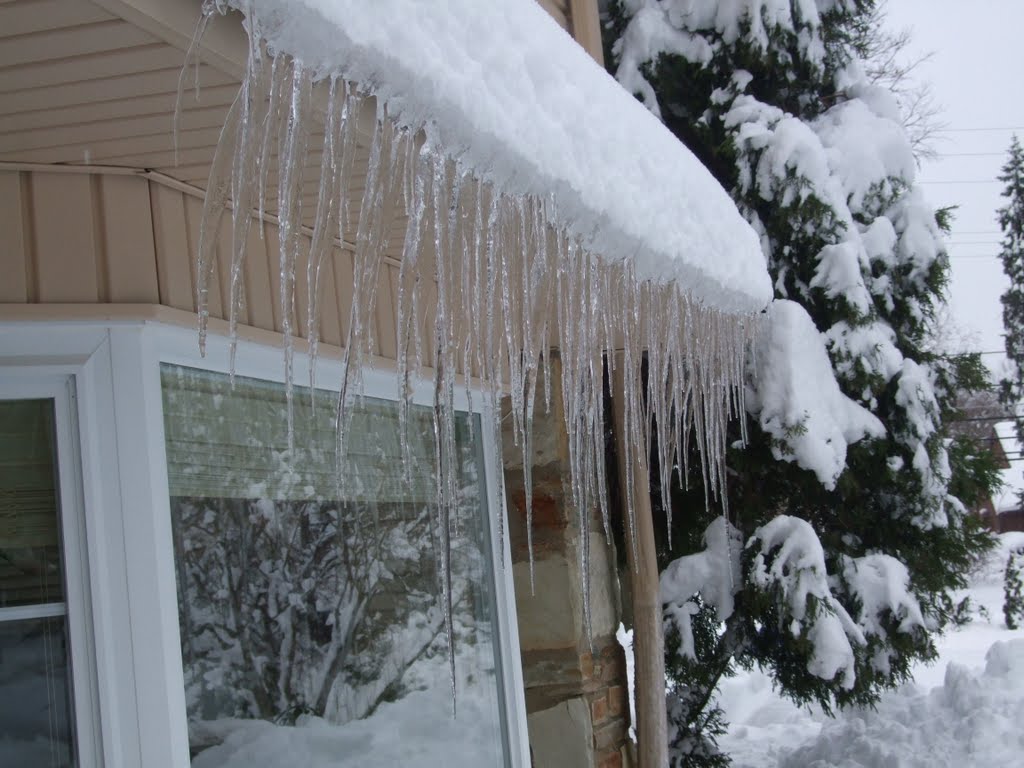Longest icicles I can remember