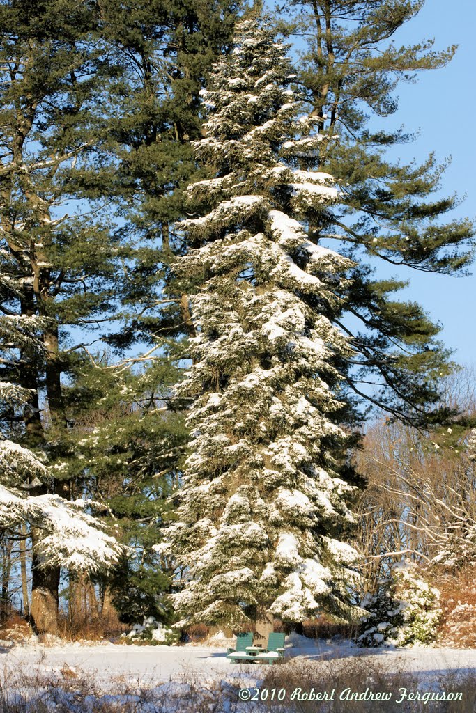Winter Treasure Special Spot