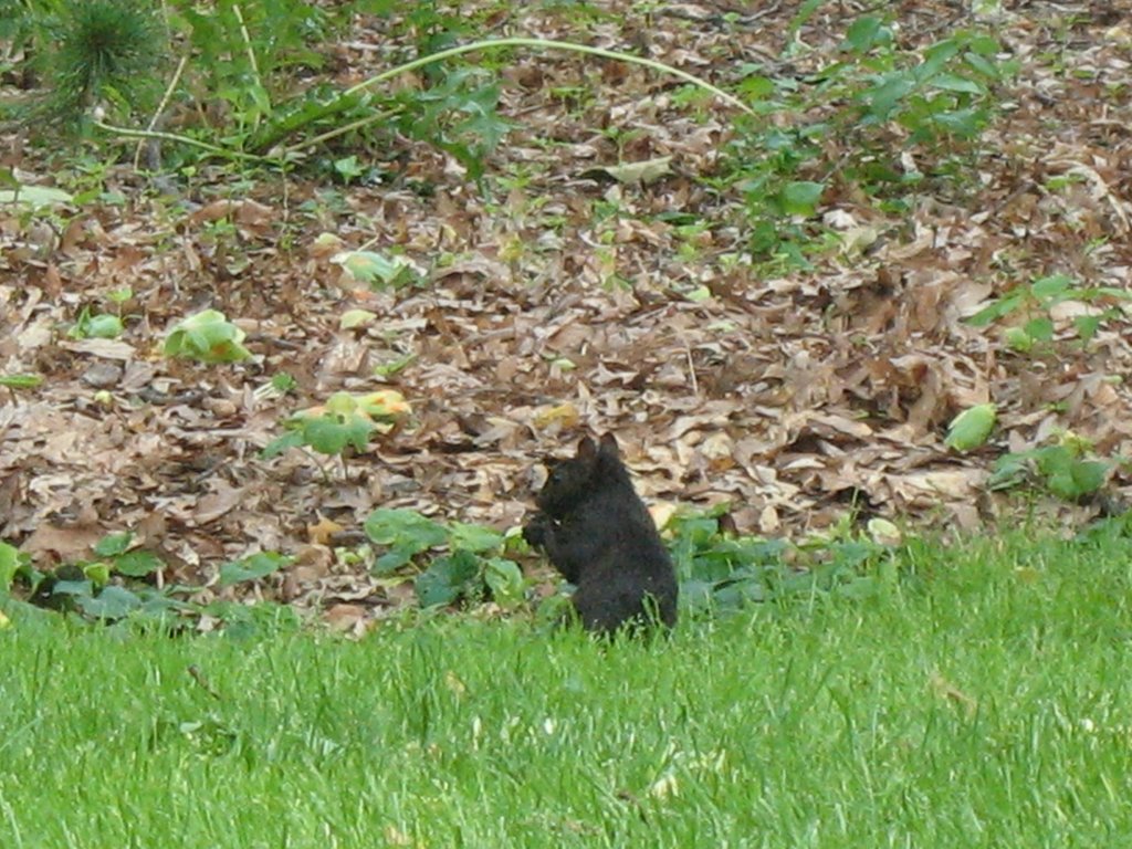 Black Squirrel at Haverford