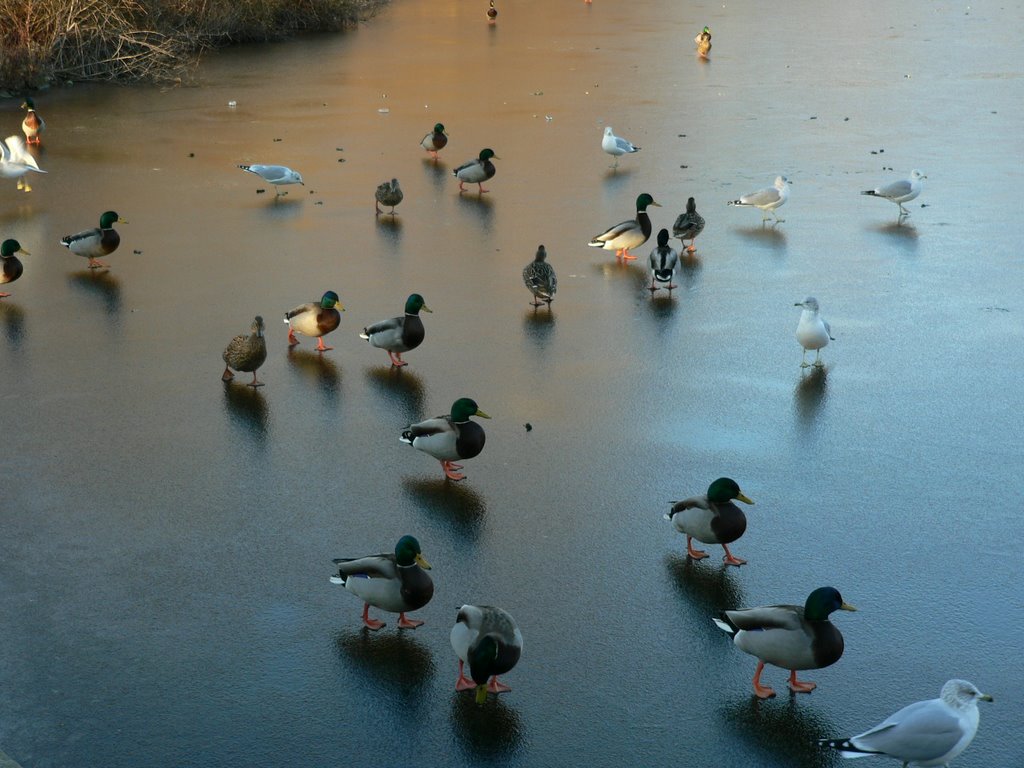 Ducks walking on frozen Haverford College Pond