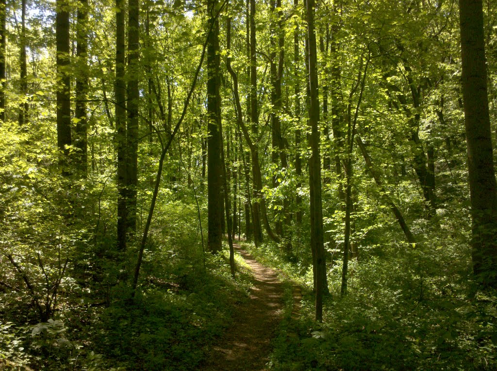Blue Marsh trail