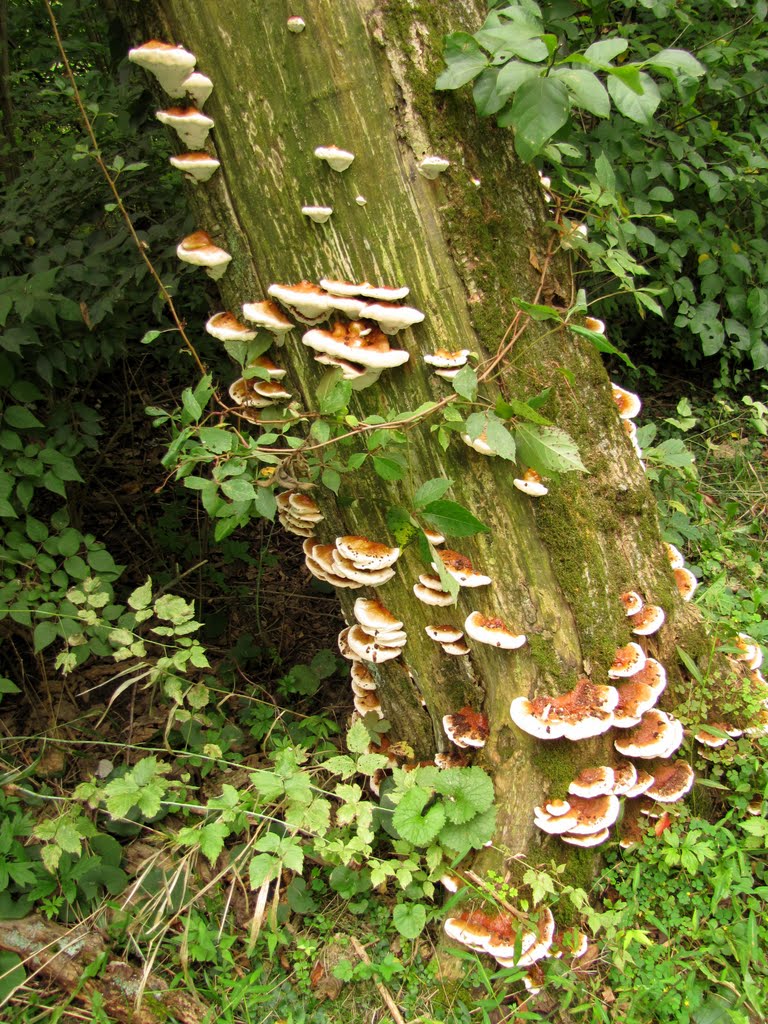 Union Canal Fungus Tree