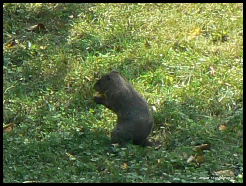 marmot 2 - VII 2006