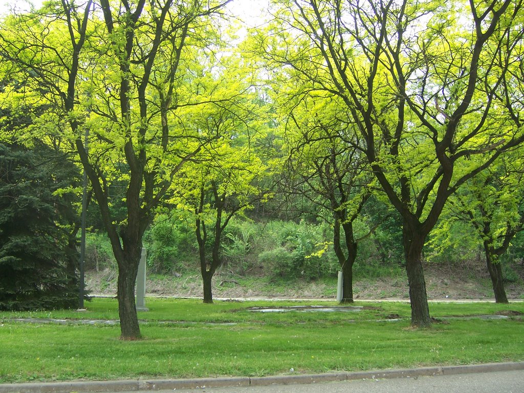 Dormont Trees