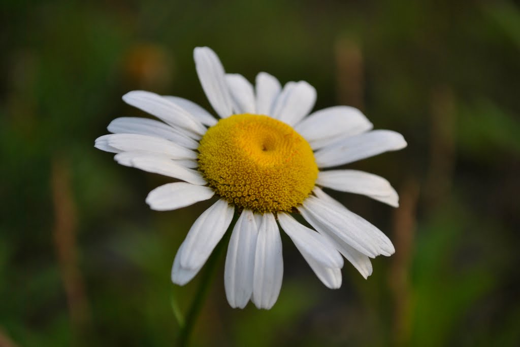 Daisy in Dunmore