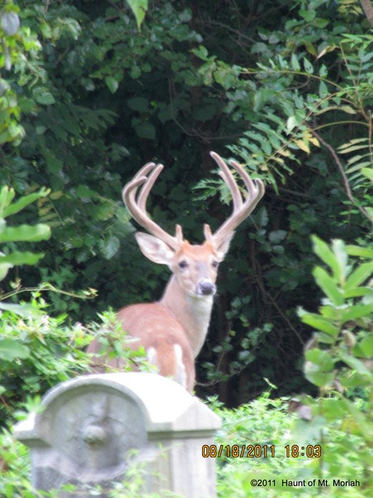 A Big Buck in the Circle of St. John