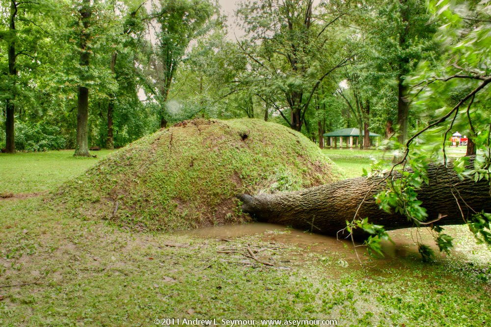 Kerr Park - Fallen Tree