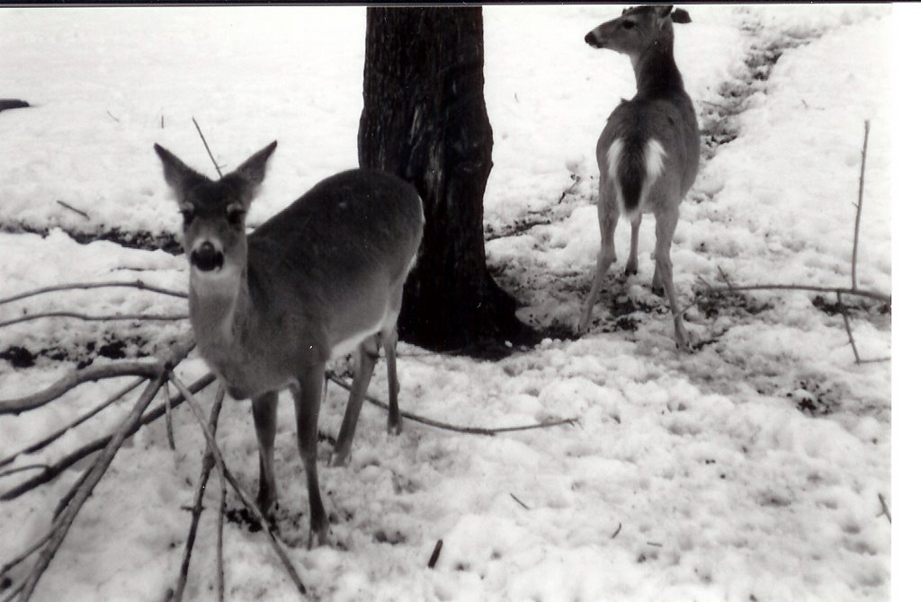 baby deer
