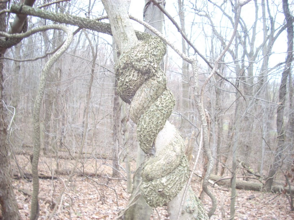 Twisted Tree