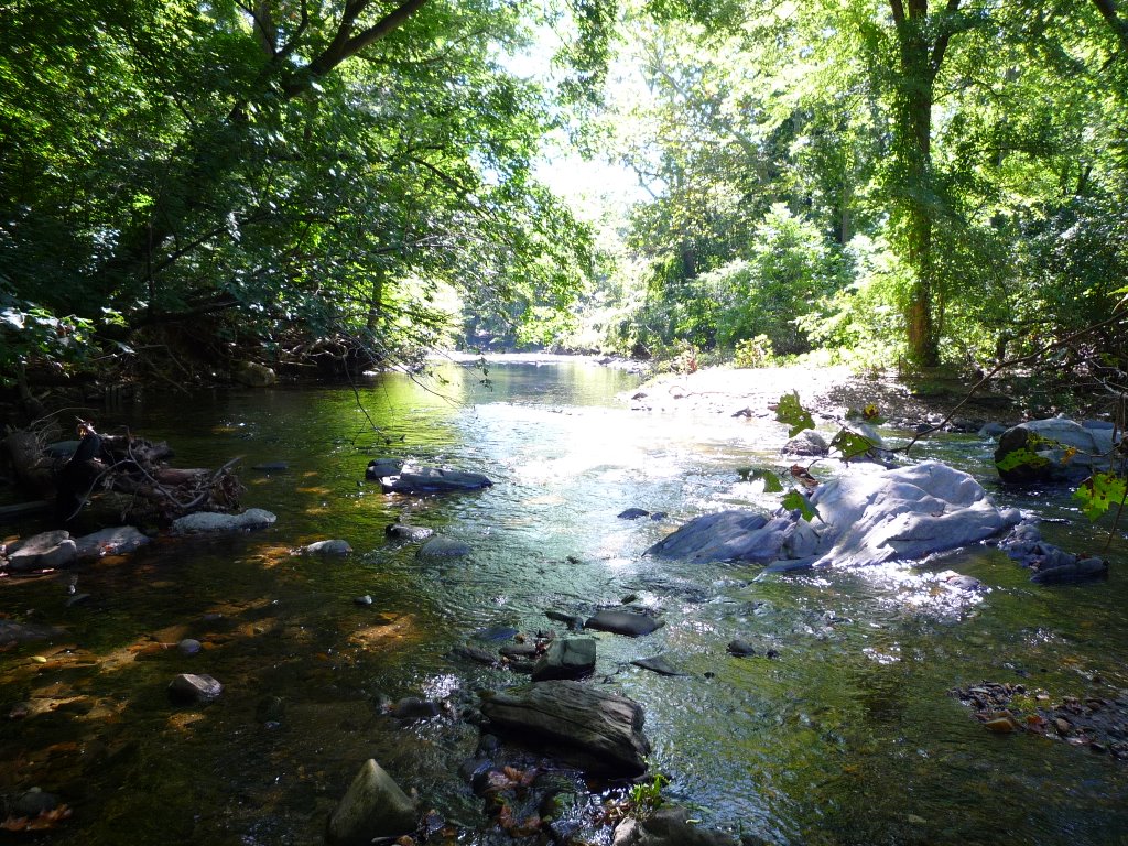 Pennock Woods