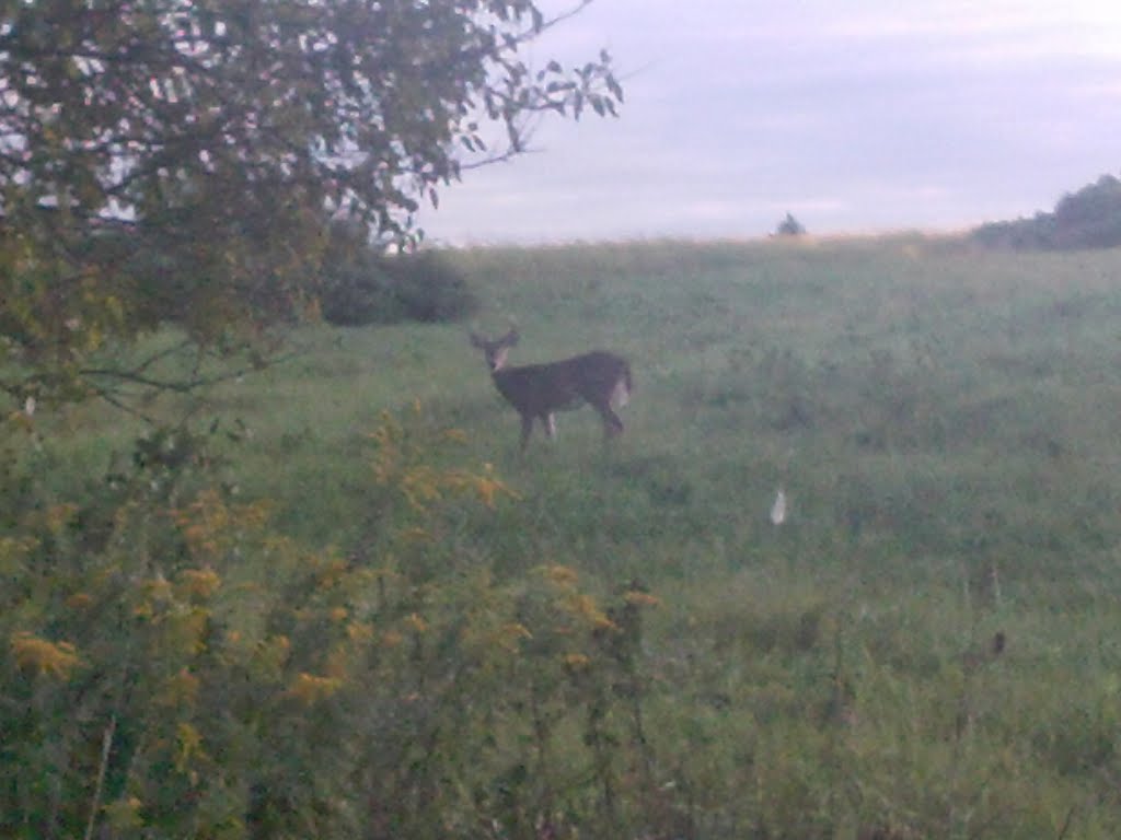Deer