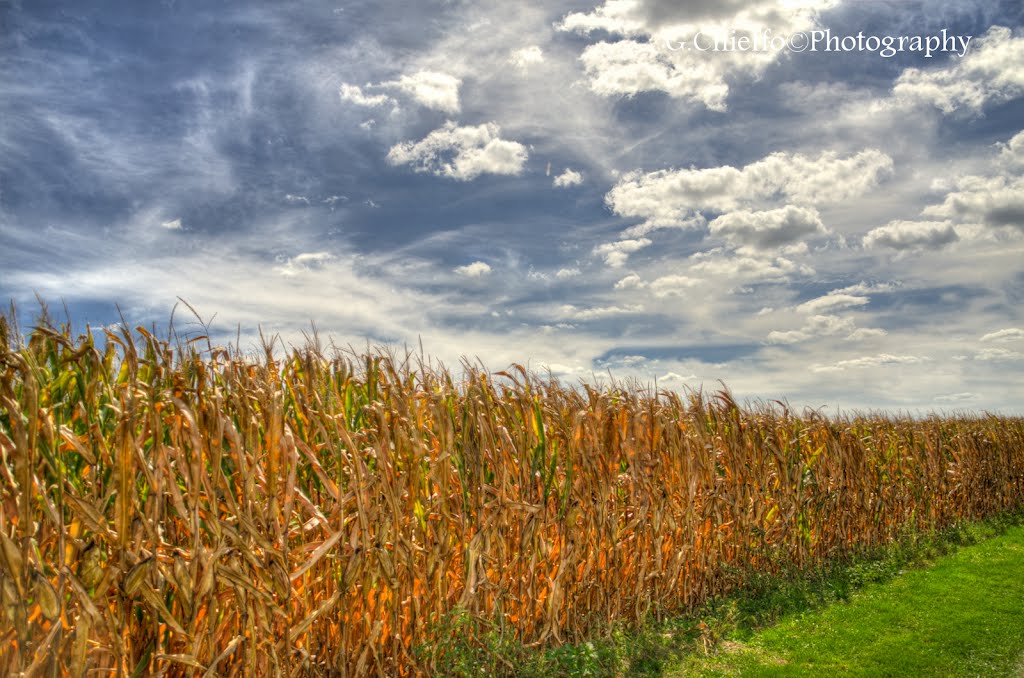 Field
