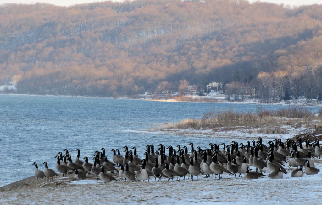 Canadian Geese at River Drive