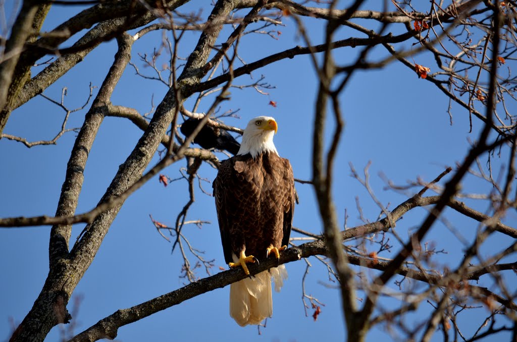 Eagle along the road.