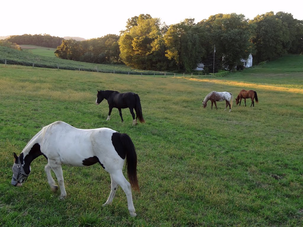 Horses