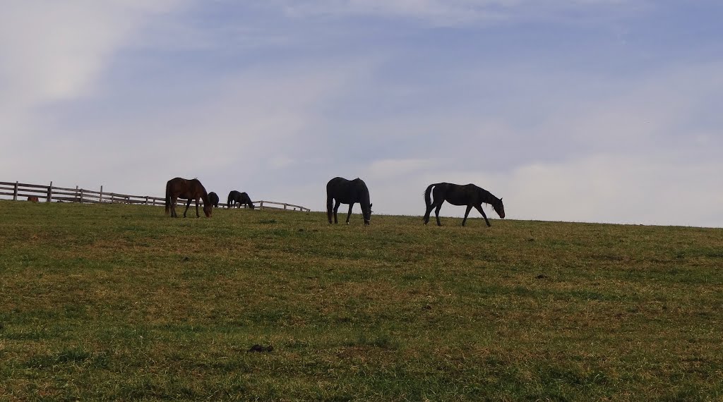 Lauxmont Horse Farm Wrightsville