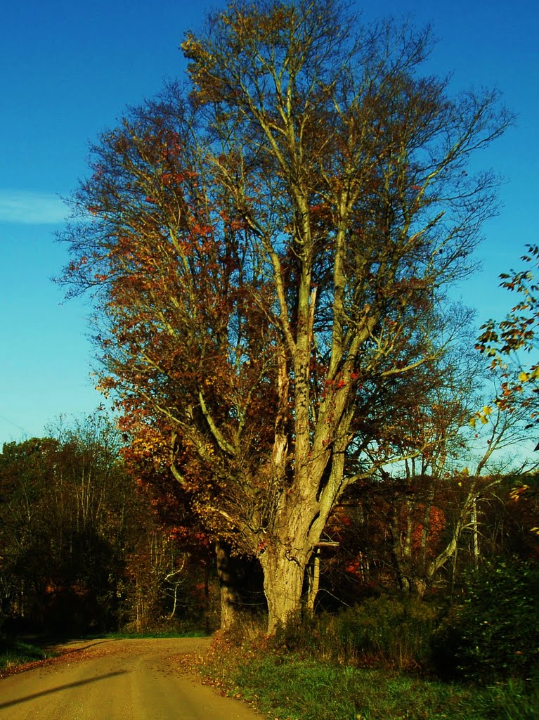 Very cool old tree