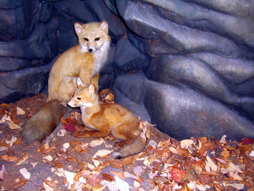 Reading Public Museum Foxes