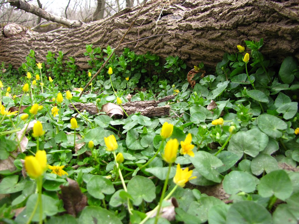 Heinz NWR Wildflowers