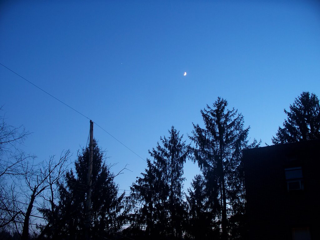 Green Tree Dusk