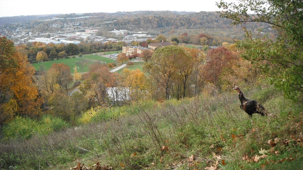 Turkey on a hillside in Pittsburgh